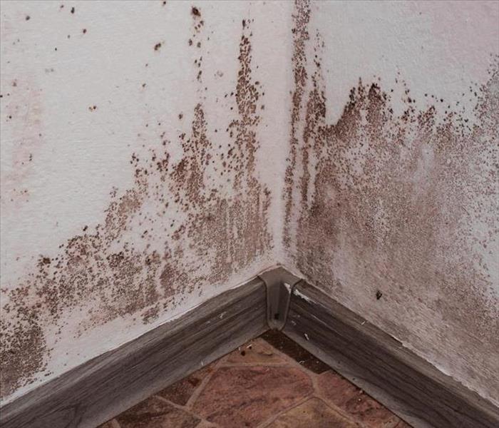 mold remediation - image of mold up wall